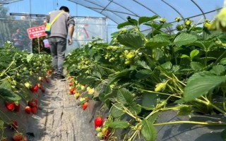 一亩大棚草莓的利润多少，头年利润大约为17000元左右