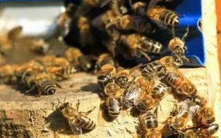 中蜂秋季分蜂在几月，每年的9-10月发生得最为集中