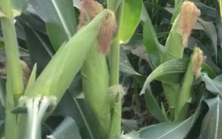 周亿2号玉米品种的特性，云南最佳播种节令4-5月份