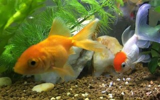 金鱼喜欢阳光还是阴凉，总体上金鱼是比较喜阴的