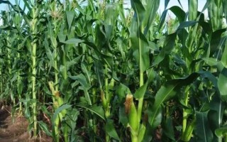 中禾201玉米种子特征特性，春播出苗至成熟110天