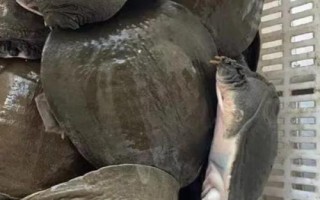 甲鱼如何养殖，每平方米放养25-35只