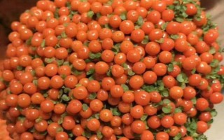 怎么养护红果薄柱草，每天至少晒光3小时