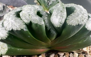 好听又有深意的植物，常见的有紫珠、玉簪、流苏等