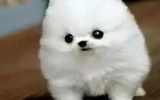 茶杯犬可以长多大，体重一般在4磅以下