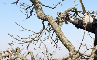 果树冬季清园时间，在12月份左右清园不会伤害植株
