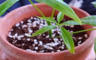 春天发财树叶子发黄怎么处理，可更换盆土或增强光照等