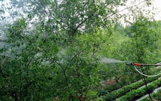 枣树花期要打什么药，吡虫啉、噻虫嗪、苏云金杆菌等药物均可使用