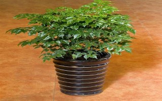 让幸福树安全过冬的方法，可将室温保持在10℃左右