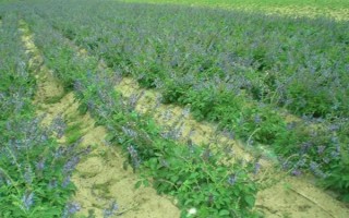 种植丹参多久可以收获，生长期为1年