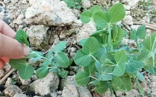 怎么种豌豆苗，9月份到次年的2月份都可种植