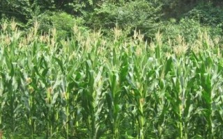 金骏178玉米种子介绍,中抗茎腐病