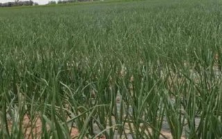 洋葱黑斑病的防治方法，病发前应防止田间积水