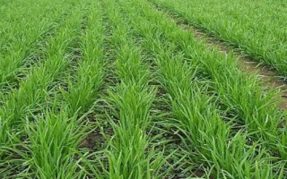 韭菜籽的播种方法，可条播也可穴播