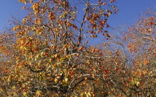 柿子怎么种植，种植深度在30-40厘米即可