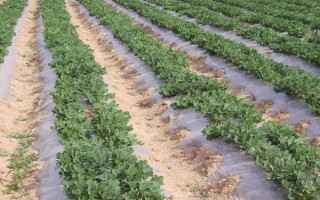 花生黄叶怎么处理，应补充光照、合理施肥等