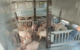 猪苗的价格，各地的售价有很大区别