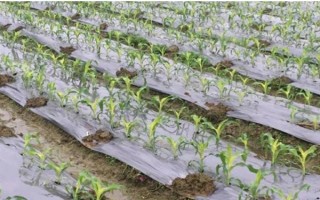怎么用地膜种玉米，育苗移栽需要先栽苗再覆膜