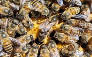 蜂王产卵后还会交尾吗，通常不会再进行交尾