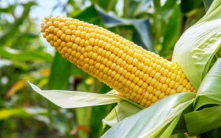 吉东玉88(区试名称:吉东88)玉米品种简介,每亩种植密度3000株左右