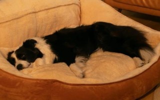 冬天宠物如何保暖，可以给其穿衣或暖窝