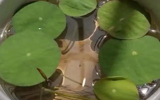 碗莲的水培方法，将种子播入花土中再浇水淹没