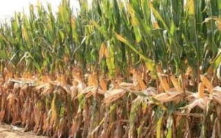 金苹618玉米种子介绍，生育期为127天左右