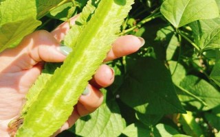 四棱豆适合在哪些地区种植，适合在云南、贵州、四川等地种植