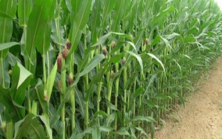 鲁单818玉米种子特点，注意防治弯孢菌叶斑病和茎腐病