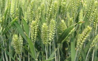 石麦28小麦种子介绍，比对照品种洛旱7号熟期略早