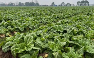 芥菜的田间管理方法，每次培土都需追施肥一次