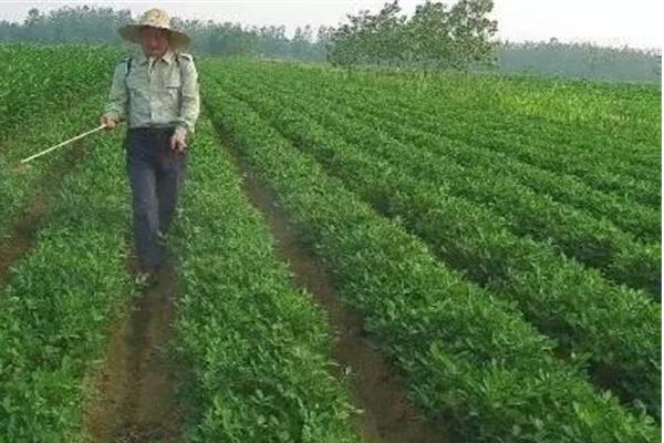提高花生产量的方法，需轮作换茬、巧施肥料等