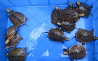 金钱龟苗怎么养殖，定时定量投喂饲料