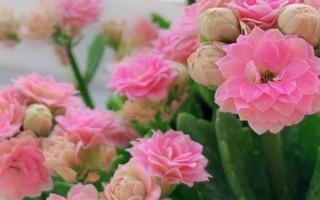 室外温度多少时不可放花,低于10℃的时候不能放