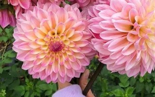 大丽花的开花时间，一般为5月份左右