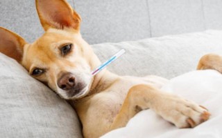 狗会不会感冒发烧，上呼吸道感染、患上某些炎症等疾病会引起发烧