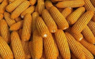 黑农玉13玉米种子介绍,普通玉米品种
