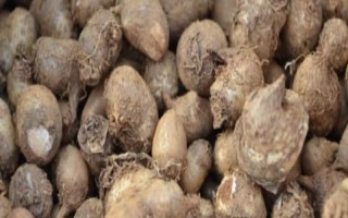 天南星的繁殖方式,可块茎繁殖也可种子繁殖