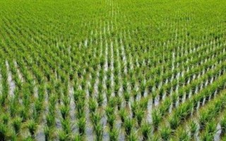 原香优玉晶水稻种子介绍，3.注意防治稻瘟病