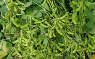 开科源2号大豆种子特征特性,播种时施有机底肥