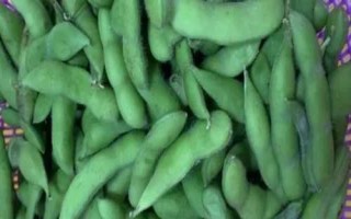 毛豆的生长期,从种植到采收大约需要90天