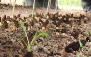 种植羊肚菌的成本，一亩地需要1万元左右