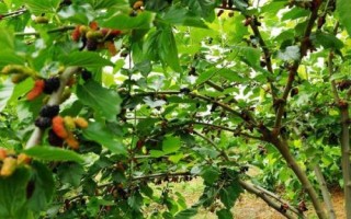 桑葚树怎么施肥,可在行间开挖施肥沟