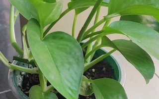 绿萝的水培方式,每隔3-7天换一次水