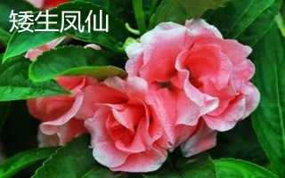 凤仙花能否养在室内，在室内养殖容易危害人体