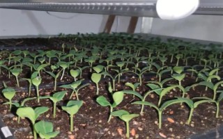 夏季蔬菜育苗要注意什么，及时分苗间苗可让秧苗更粗壮