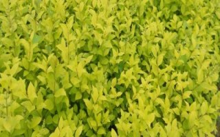 金叶女贞如何育苗，采用两年生金叶女贞新梢来扦插