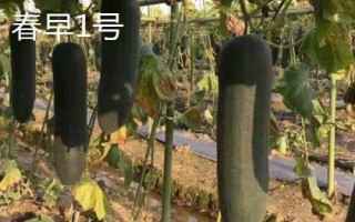 优良的冬瓜品种有哪些,包括一串铃4号、黑将军、早青冬瓜等品种