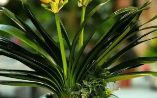 君子兰流出黑色液体如何解决，清理伤口经过消毒后再换土重栽