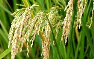 津育糯5号水稻种子特征特性,常规粳糯稻品种